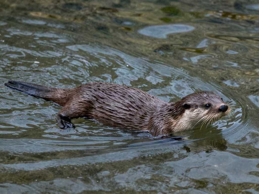 Tiere ähnlich wie Otter